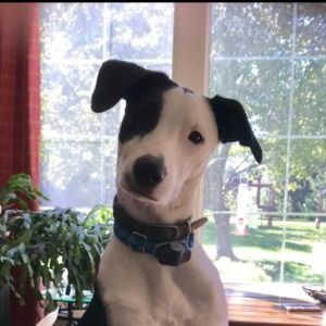 Meet your Posher, Alex